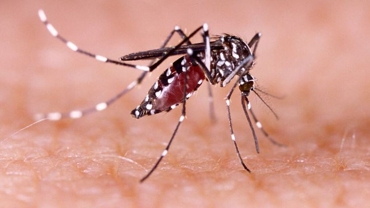 Virus Chikungunya dan Pengaruh Iklim pada Penyebarannya post thumbnail image
